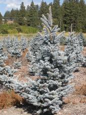 Colorado Spruce